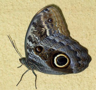 Owl Butterfly on Wall