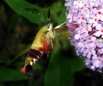 Hummingbird  Moth
