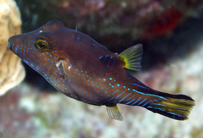 Sharpnose Puffer