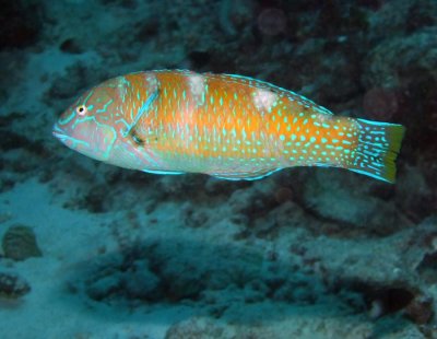 Puddingwife