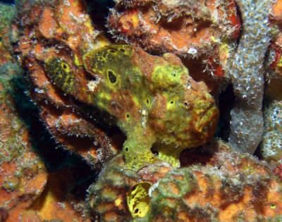 Find The Frogfish 2
