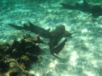 IMG_0716.JPG