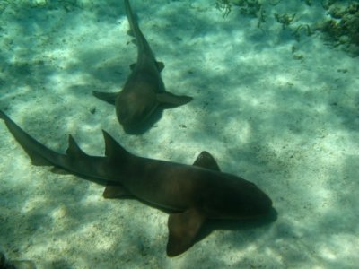 IMG_0726.JPG