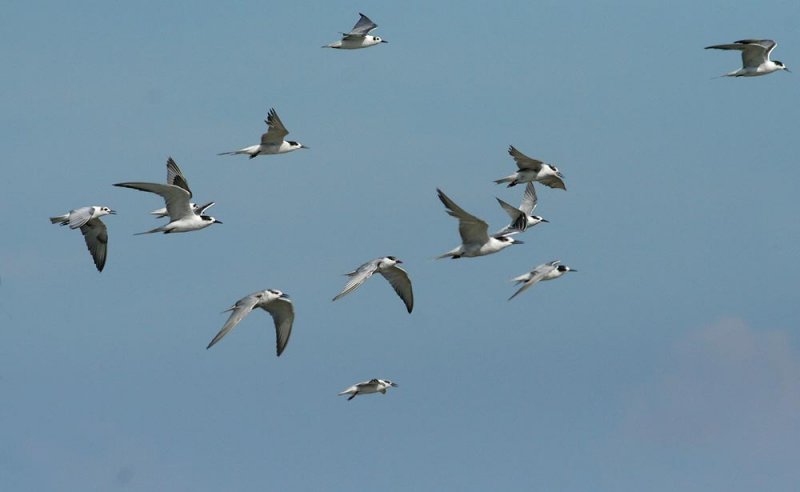 Flock of mixed terns.