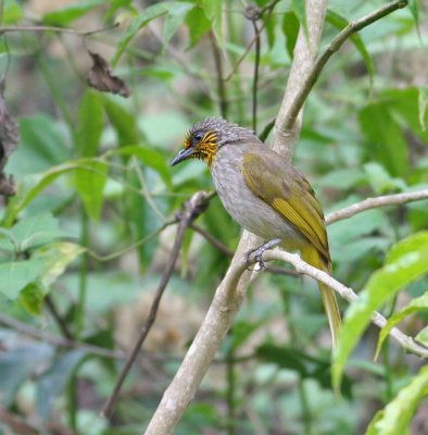 Stripe-throated Bulbul