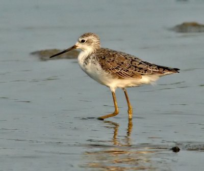 Marsh Sandpiper
