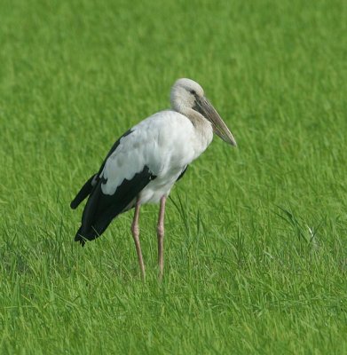 Openbill