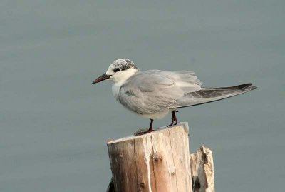 Whiskered Tern