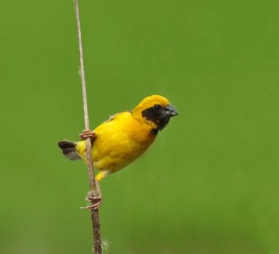 Asian Golden Weaver