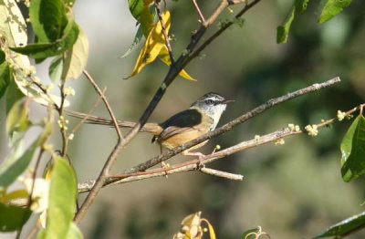 Hill Prinia