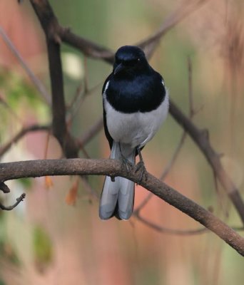 Magpie Robin