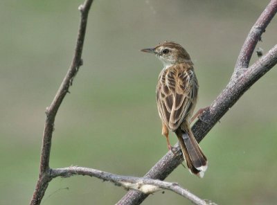 Zitting Cisticola