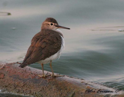 Common Sandpiper