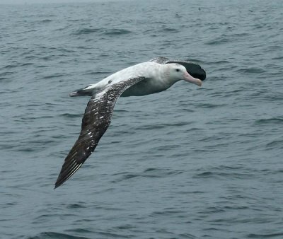 Gibsons (Wandering) Albatross