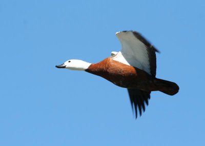 Paradise Shelduck, fem