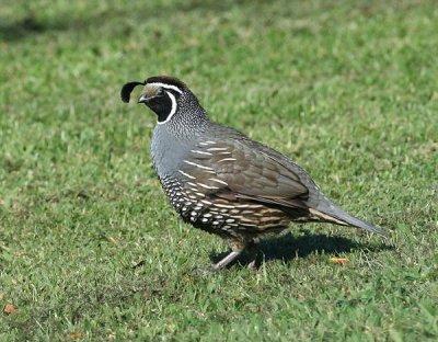 California Quail