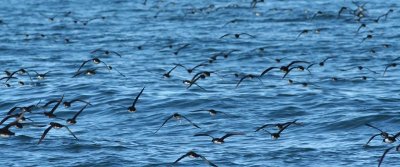 Huttons Shearwaters