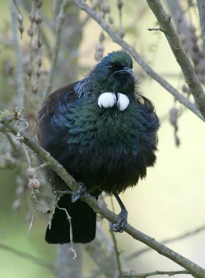 Tui