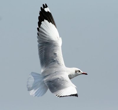 Brown-headed Gull