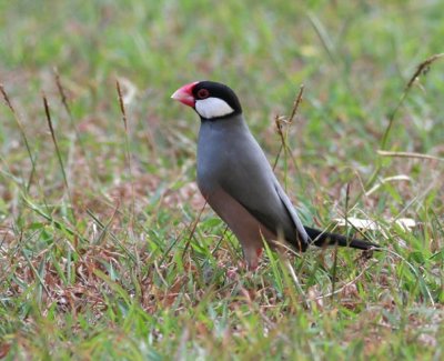 Java Sparrow