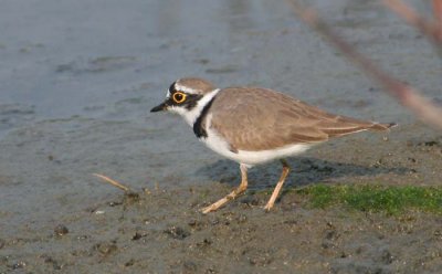 Little Ringed Plover