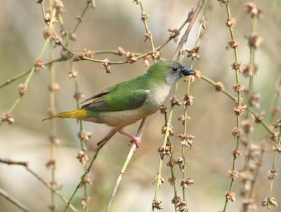 Pin-tailed Parrotfinch, female