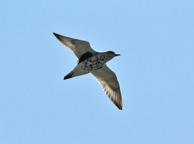 Grey Plover