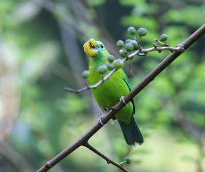 Blue-winged Leafbird, female