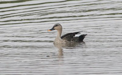 Spot-billed Duck