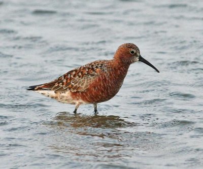 Curlew Sandpiper