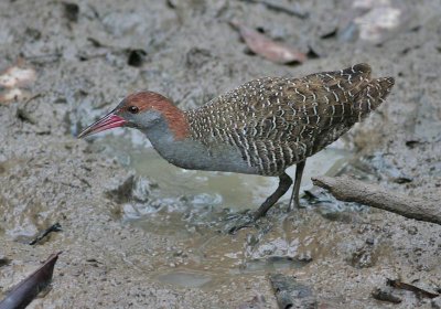 Slaty-breasted Rail