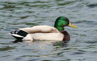 Mallard (Grsand)