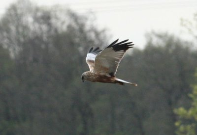 Marsh Harrier (Brun Krrhk)