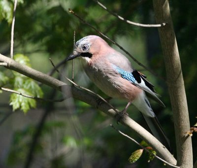 Eurasian Jay (Ntskrika)