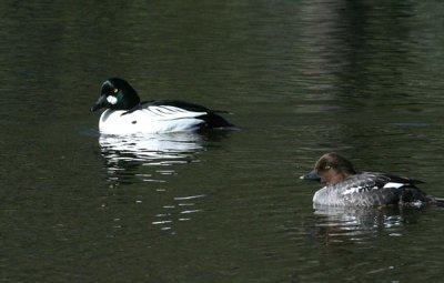 g6/90/590590/3/80068591.RT3UCsNg.jpg