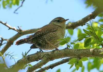 Eurasian Wren (Grdsmyg)