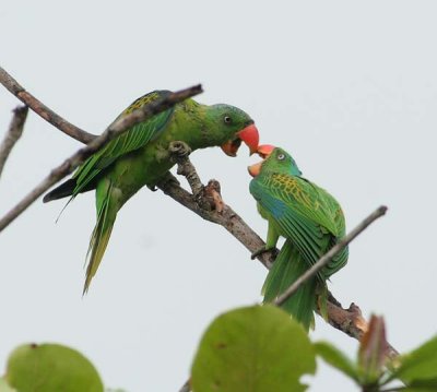 Blue-naped Parrot