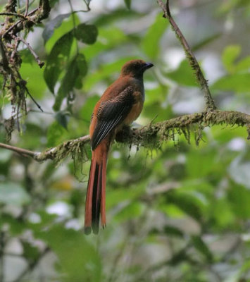 Birds of Mt. Kinabalu, Sabah, East Malaysia (Borneo) 2007