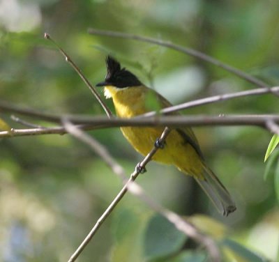 Bornean Bulbul