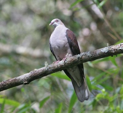 Mountain Imperial Pigeon