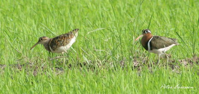 Greater Painted Snipe