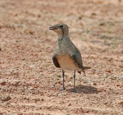 Oriental Pratincole