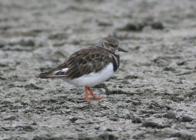 Ruddy Turnstone