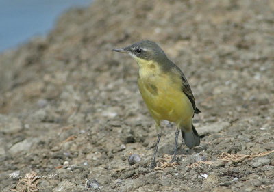 Eastern Yellow Wagtail