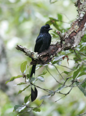 Greater Racket-tailed Drongo