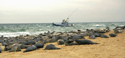 Seal Beach