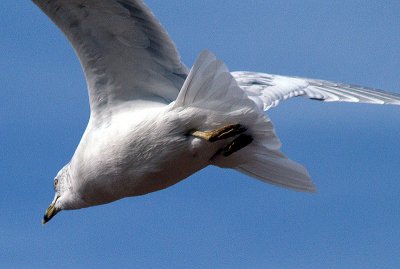 Seagul in Flight