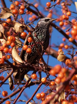 Starling in Autumn