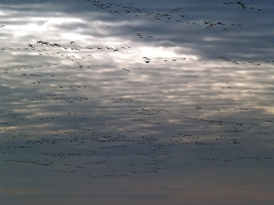 Migration of Canada Geese
