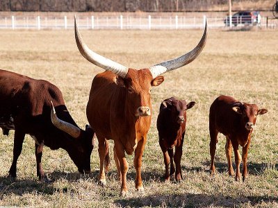 Texas Long Horns, in Kansas